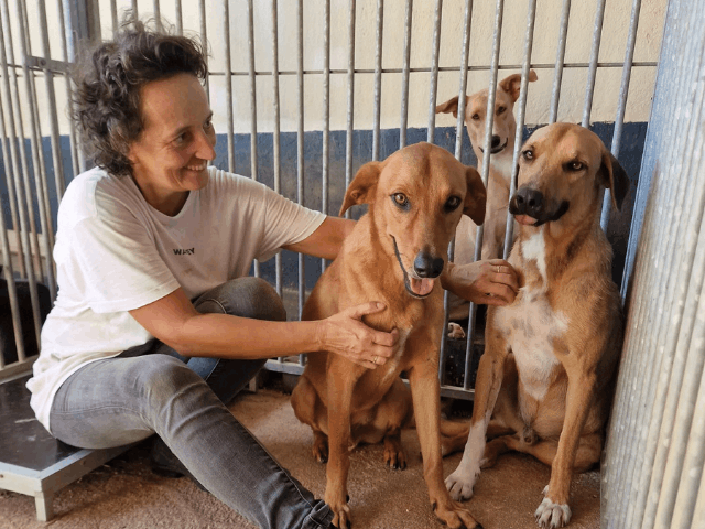 A second chance for dogs in need